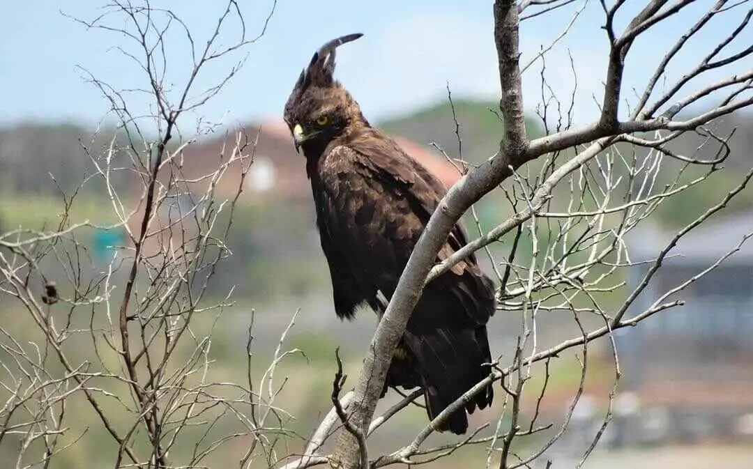 Long-crested Eagle